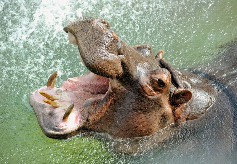rbb Fernsehen PANDA, GORILLA & CO., TEIL 183, „Geschichten aus dem Zoo Berlin und dem Tierpark Berlin“, am Freitag um 20:15 Uhr. Morgenrituale bei den Flusspferden: Kuscheln und Duschen. Ohne Wasser können die Tiere nicht leben. Sie verbringen den größten Teil des Tages im Wasser. Zum einen um nicht zu überhitzen, zum anderen um nicht den ganzen Tag ihr schweres Körpergewicht tragen zu müssen. – Bild: rbb/​Thomas Ernst