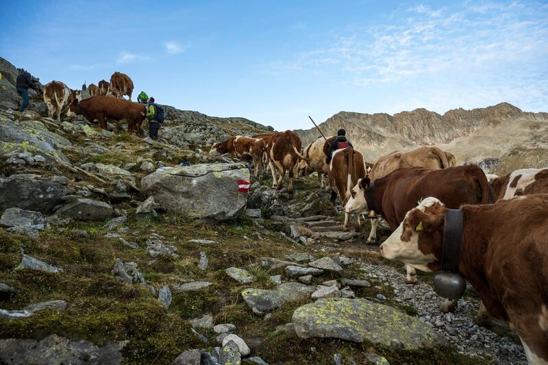 Das Achental zum Übergang über den Krimmler Tauern während des Almabtriebs – Bild: ServusTV /​ Andreas Kaboto Photography /​ Andreas Kaboto