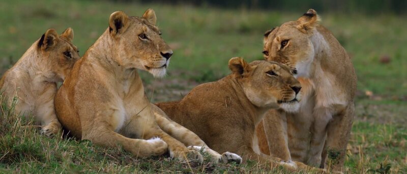 Lions – Bild: Curiosity Channel