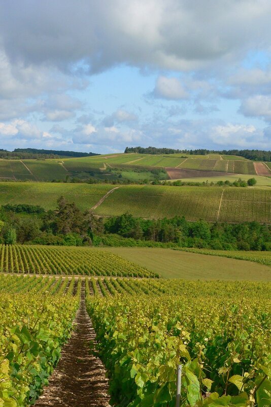 Weinberge in der Champagne. – Bild: ZDF/​SR/​Julia Leiendecker