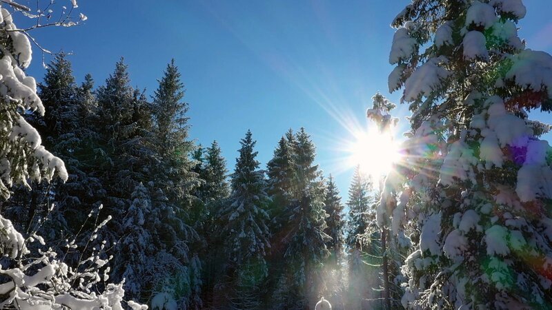 Im Winter reduzieren die Bäume ihren Stoffwechsel. – Bild: ORF Im Winter reduzieren die Bäume ihren Stoffwechsel. – Bild: ORF