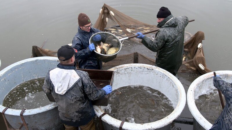 Fischer beim Fische sortieren. – Bild: ORF /​ Philip Aschauer