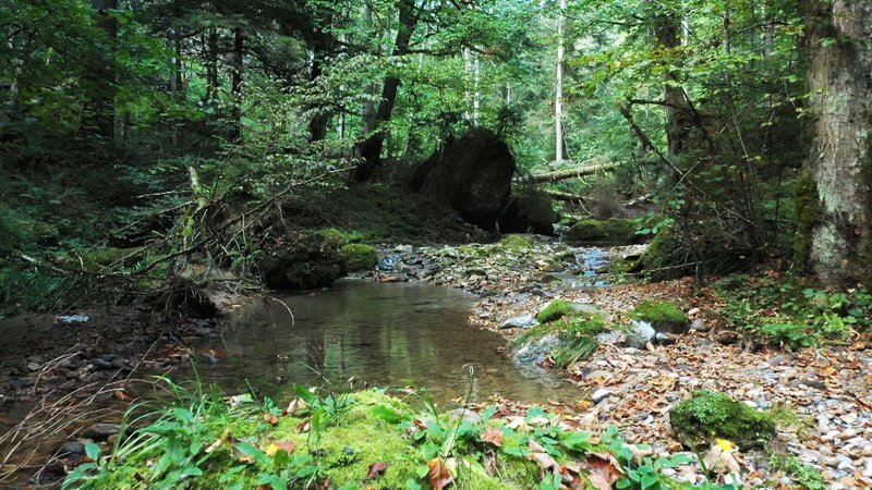 Wald und Wasser wirken positiv auf unsere Gesundheit. – Bild: 3sat Wald und Wasser wirken positiv auf unsere Gesundheit. – Bild: 3sat