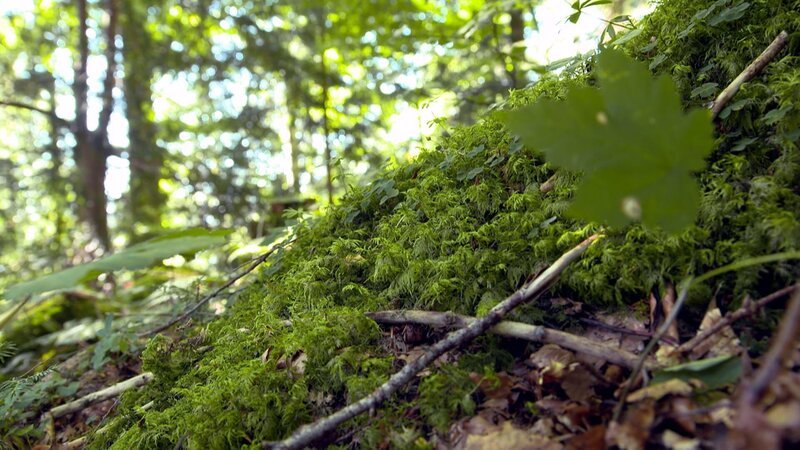 Plenterwald Hittisau. – Bild: 3sat