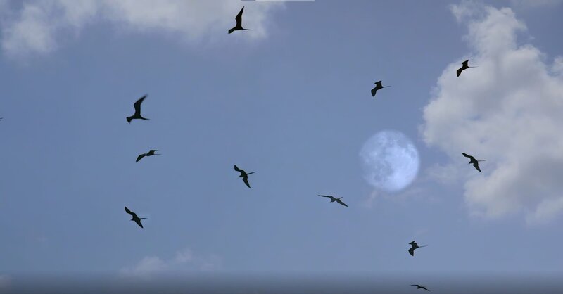 Die Tier- und Pflanzenwelt hat sich mit den Gezeiten und den Mondphasen entwickelt. – Bild: ZDF und Grand Angle Productions