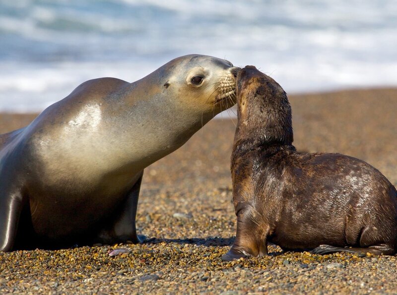 Eine Seelöwenmutter füttert ihr Kind. Dafür lässt sie das Kind für mehrere Tage am Strand zurück um zu jagen. – Bild: phoenix/​ZDF/​BBC