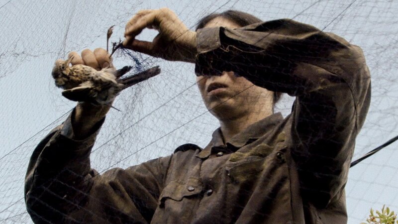 Ein Falke so groß wie ein Pferd – Bild: Arte