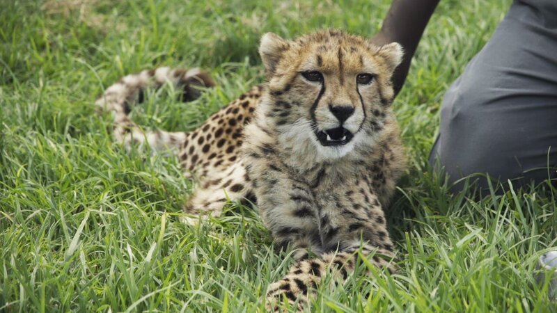 CHEETAH – Bild: AUTENTIC