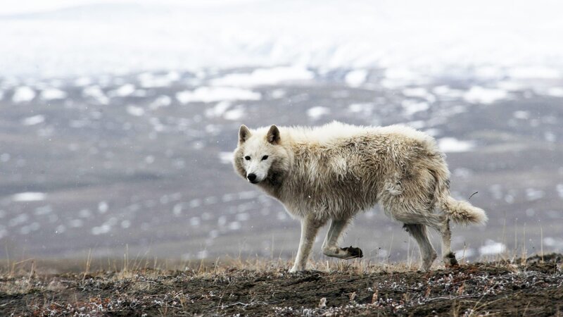Arctic wolf – Bild: 2021_CuriosityStream-Inc Arctic wolf – Bild: 2021_CuriosityStream-Inc