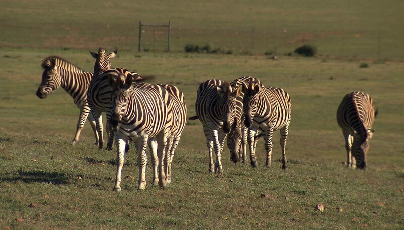 Zebraherde in Umkhondo – Bild: NDR/​Vincent TV GmbH