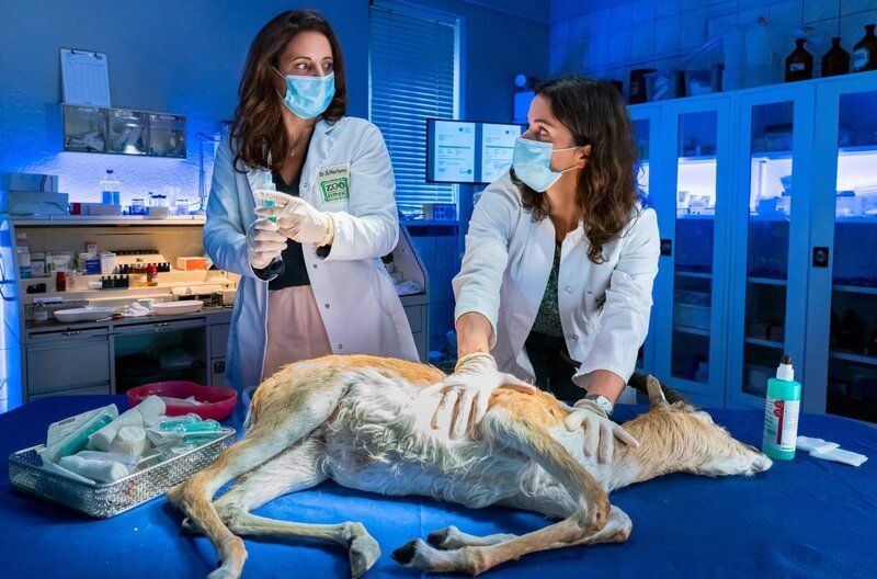 Gazelle Malaika leidet unter rätselhaften Symptomen, die auf ein gefährliches Virus hindeuten, gegen das es keinen Impfstoff gibt. Um die Tiere der Zoo-Savanne vor der hohen Ansteckungsgefahr zu schützen, wagt Dr. Susanne Mertens (Elisabeth Lanz, l.) mit ihrer Kollegin Karoline Schneider (Maxine Kazis, r.) ein risikoreiches Experiment … – Bild: ARD/​Steffen Junghans