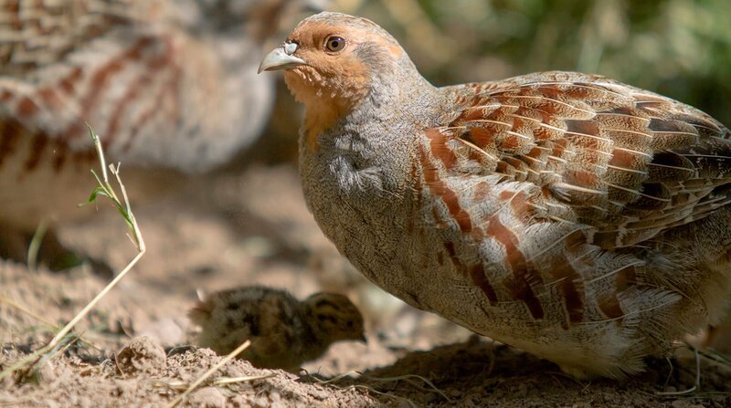 Rebhuhnnachwuchs – Viele Rebhuhn-Küken verhungern in modernen Monokulturen ohne Insekten. – Bild: NDR/Doclights/Heiko de Groot Rebhuhnnachwuchs – Viele Rebhuhn-Küken verhungern in modernen Monokulturen ohne Insekten. – Bild: NDR/Doclights/Heiko de Groot