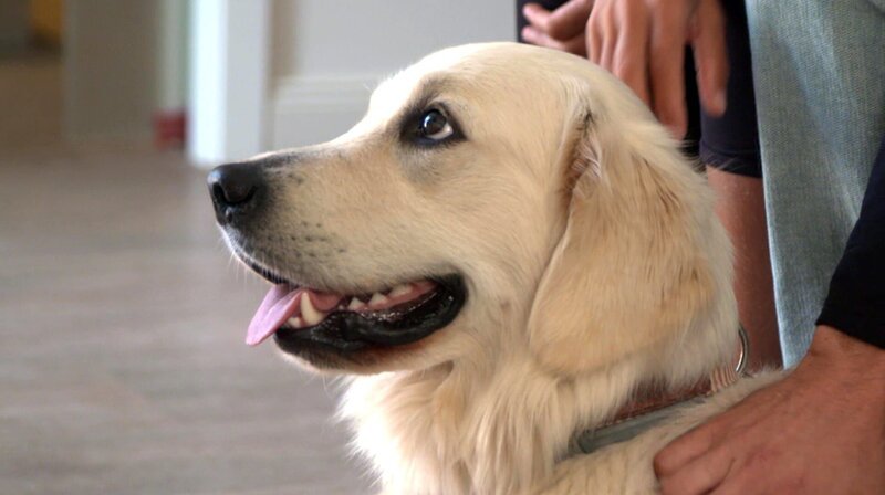 Auf Sylt muss die Golden Retriever Hündin Joy kastriert werden. – Bild: NDR/​Doclights GmbH 2019