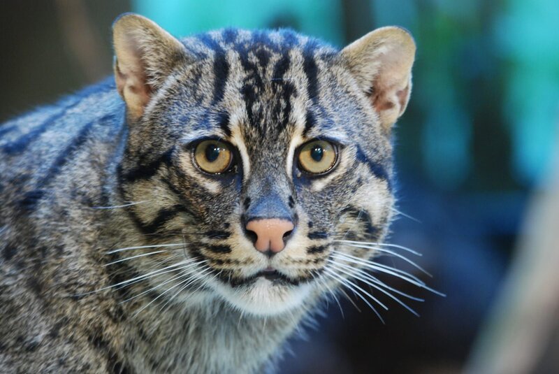 Fischkatze. – Bild: BR/​Jens-Uwe Heins