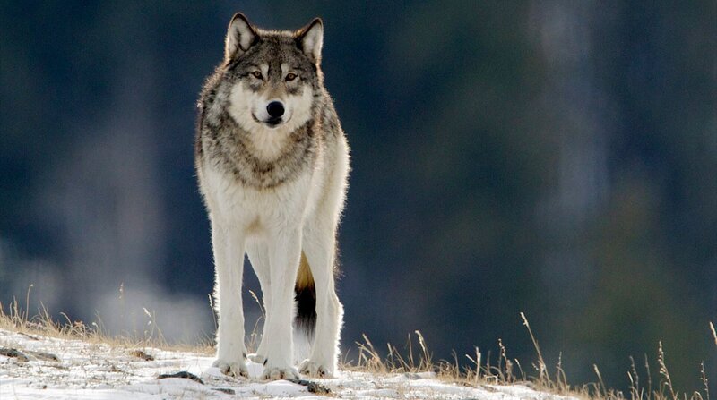 In den ersten Jahren nach ihrer Auswilderung vermehrten sich die Wölfe im Yellowstone Nationalpark und bildeten neue Rudel. – Bild: NDR/​Doclights GmbH/​Barrett Hedges
