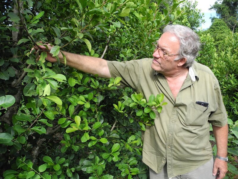 Der Yerba-Mate-Produzent Klaus Neumann auf seiner Plantage in Paraguay. – Bild: BonGusto Der Yerba-Mate-Produzent Klaus Neumann auf seiner Plantage in Paraguay. – Bild: BonGusto