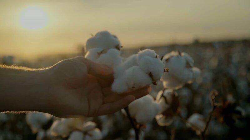 Baumwolle ist ein Hauptbestandteil vieler Kleidungsstücke, so auch in Bluejeans aus Denimstoff. – Bild: ZDF und Matthew Tomlinson /​ Off The Fence