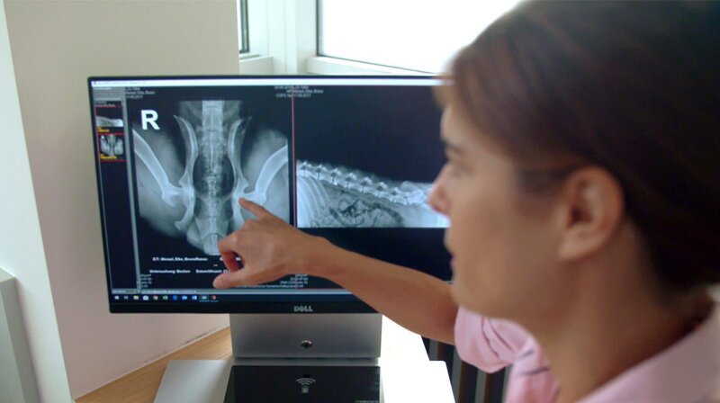 Tierärztin Dr. Ilka Jopp erläutert das Röntgenbild der Hüfte von Bruno. – Bild: NDR/​Doclights GmbH 2019