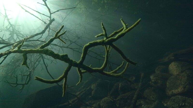 Die Feldberger Seen zählen sicher zu Mecklenburgs Naturschätzen erster Güte. – Bild: NDR/​Doclights GmbH/​Corax