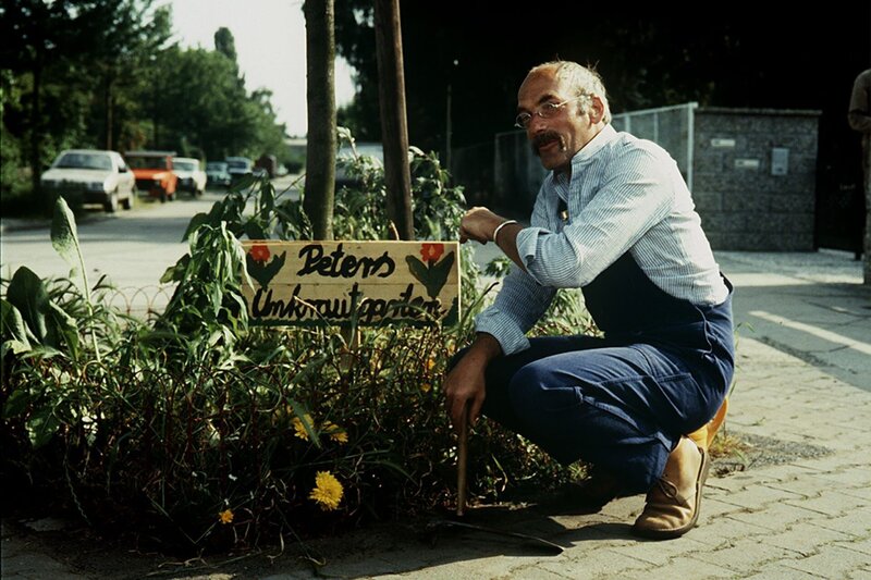 Peter, der Unkrautgärtner. Ist Löwenzahn ein Un-Kraut? Peter (Peter Lustig) geht der Sache auf den Grund. – Bild: ZDF und Dieter Mahlow.