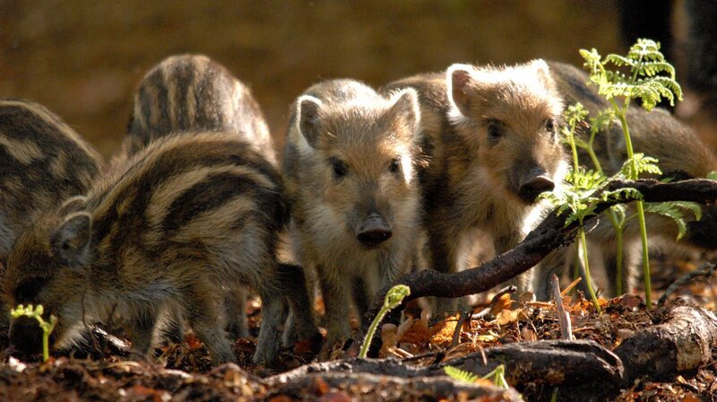 SRF DOK: Wilde Tierkinder Muntere Frischlinge – Bild: NDR/​Jan Haft