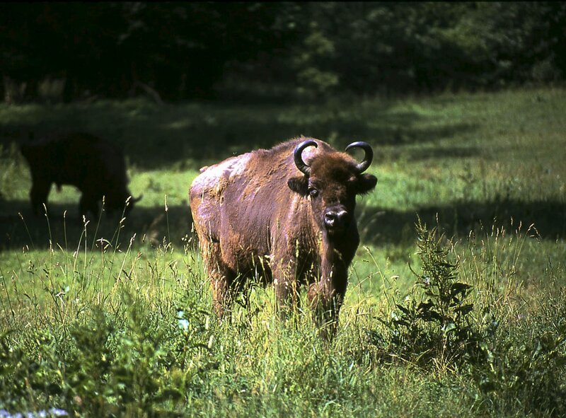 Ein Wisent im Bialowieza-Gebiet. – Bild: ZDF/​SWR/​Willers