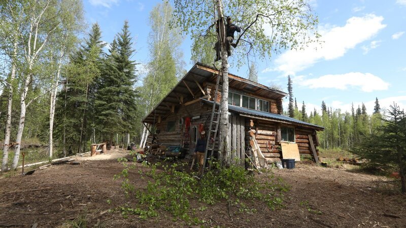 Chris Morse fällte einen morschen Baum in der Nähe seiner Hütte (National Geographic/​Karen Clancy) – Bild: National Geographic /​ Karen Clancy /​ National Geographic/​Karen Clancy