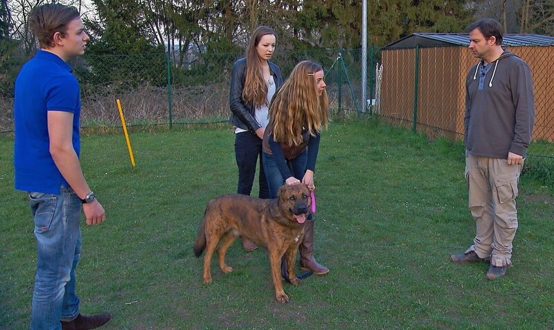 Jeder Spaziergang mit dem großen Mischlings-Rüden „Aiko“ ist eine Zitterpartie. Nicht nur für Pamela, sondern erst recht für ihre Kinder Anika und Max. Ein Fall für den Hundeprofi Martin Rütter! – Bild: VOX /​ Mina TV GmbH