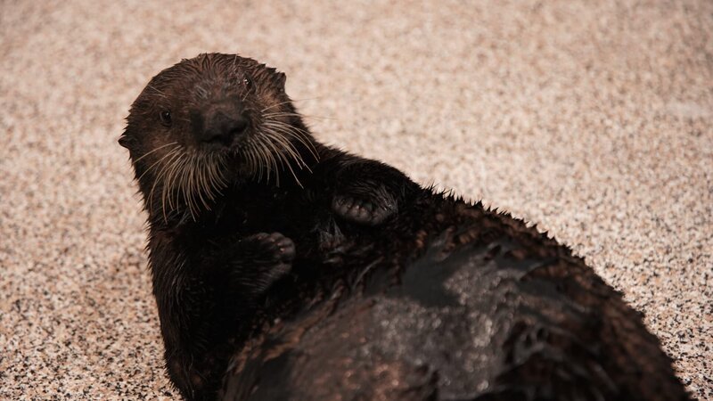 Sea Otter Gibson – Bild: Animal Planet /​ Discovery Communications, LLC