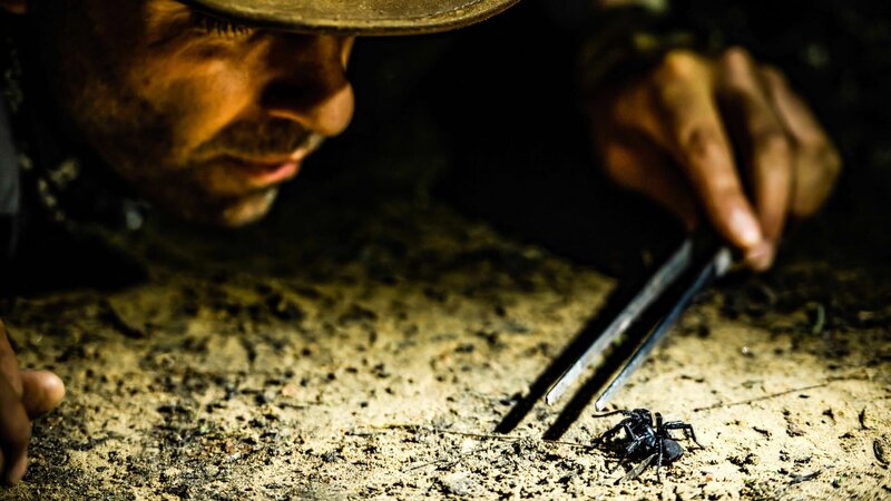 Coyote uses tongs to handle a funnel web spider. – Bild: Discovery Communications, LLC