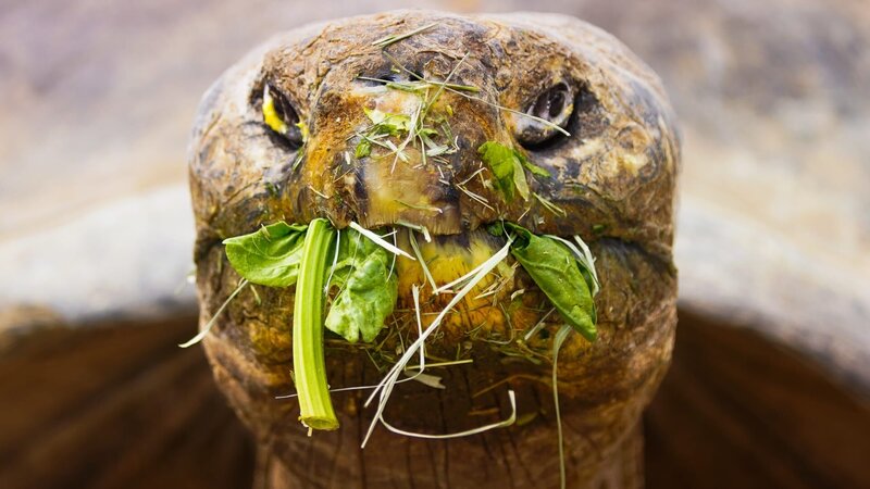 Galápagos tortoise at the San Diego Zoo. – Bild: Animal Planet/​Nicolette Balch /​ Photobank;36659_ep103_014.jpg /​ Discovery Communications, LLC