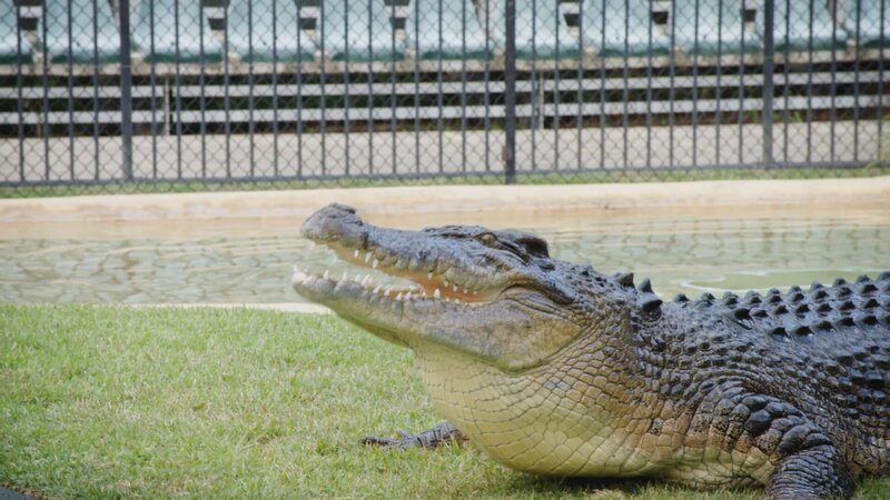 Crocodile – Bild: TLC (DEUT)