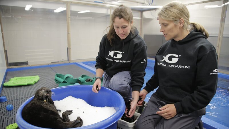 Ryan McEnaney and Gina Fish feed sea otter Mara in quarantine – Bild: Animal Planet /​ Photobank 36479_ep108_019 /​ Discovery Communications, LLC