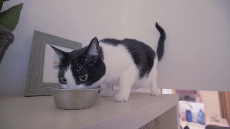 Kitty while eating. – Bild: Animal Planet