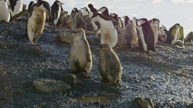 Wenn es im Sommer wärmer wird, können die Nistplätze der Zügelpinguine von Regen- und Schmelzwasser überflutet werden, so dass die Flaumfedern der Küken nass werden wie hier auf Deception Island, Antarktis. – Bild: BBC /​ ZDF und BBC /​ zdf