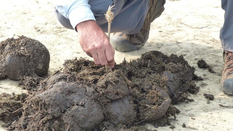 Der Zoologe Scott Burnett hat ein ungewöhnliches Interesse: Er erforscht die Exkremente von Tieren. – Bild: RTL / Terra Mater Studios GmbH 2021 Der Zoologe Scott Burnett hat ein ungewöhnliches Interesse: Er erforscht die Exkremente von Tieren. – Bild: RTL / Terra Mater Studios GmbH 2021