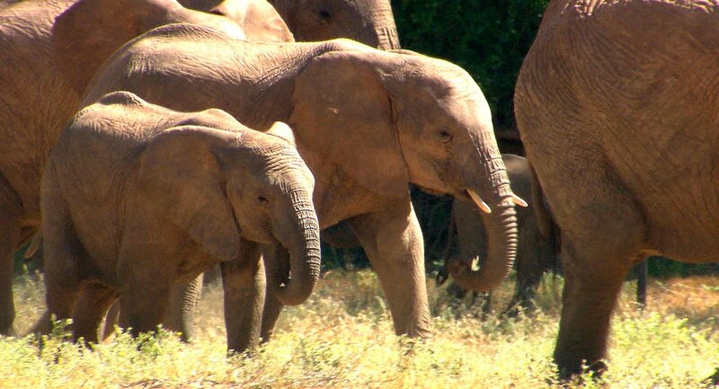 Die Namib ist die Heimat der Wüstenelefanten. – Bild: SWR/​Christian Marohl