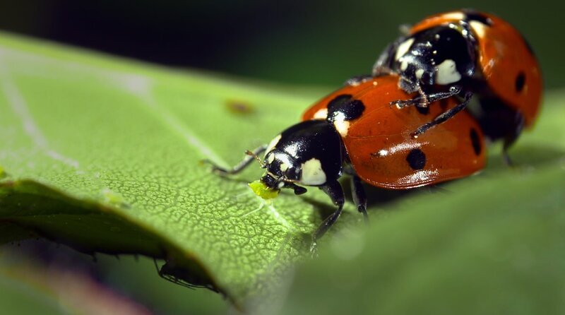 Marienkäfer paaren sich oft mit mehreren Partnern – das erhöht die genetische Vielfalt beim Nachwuchs. – Bild: WDR/​Hartmut Idler