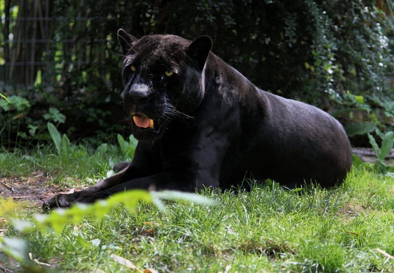 Jaguar Petra gehört zu den ältesten Tieren der Wilhelma und kennt alle Tricks und möglichen Überraschungen. – Bild: Jens Klinger /​ BR, SWR /​ BR/​SWR/​Jens Klinger