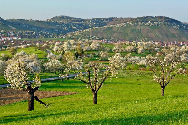 Blühende Streuobstwiesen im Ermstal. – Bild: WDR/​Steffen Sailer