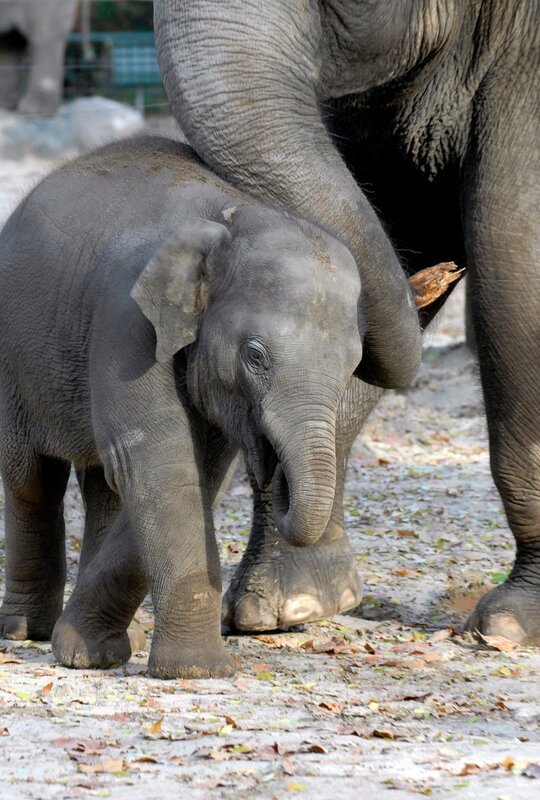 Viel Milchtrinken, Zunehmen und Wachsen ist das eine. Ebenso wichtig das Spielen. Zum Glück gibt es genügend Tanten und eine Schwester für das acht Tage alte asiatische Elefantenkind Koraya im Zoo. – Bild: rbb/​Thomas Ernst