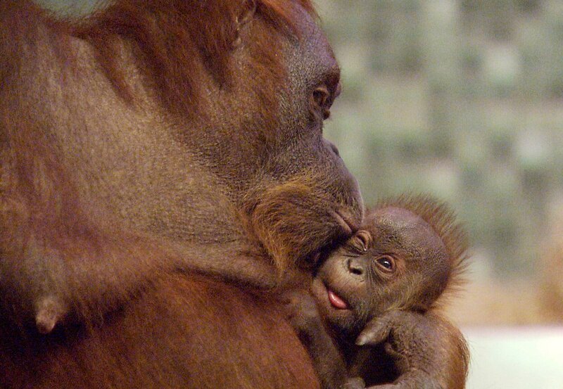 Bini ist stolze Mutter. Die Orang-Utan-Dame hat einen Sohn namens Bulan. Pfleger Reimon Opitz, der Bini damals selber mit der Flasche aufzog, lernt nun den kleinen Menschenaffen aus der Nähe kennen. – Bild: rbb
