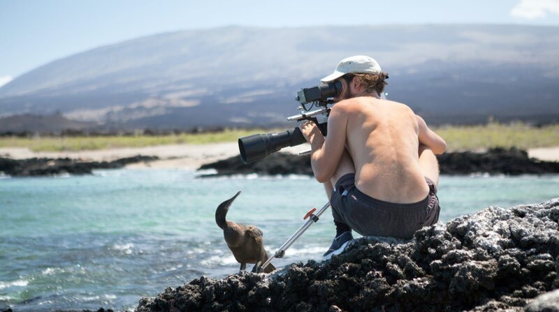 Mitten im Pazifik der Galapagos-Archipel. Die Inseln gelten als Arche der Evolution. Nirgendwo sonst gibt es ein solch seltsames Sammelsurium an Tieren. Reges Interesse an den Filmarbeiten zeigte dieser junge Kormoran auf Fernandina. – Bild: ZDF und NDR Naturfilm/​Blue Planet Film/​Christina Hackl.