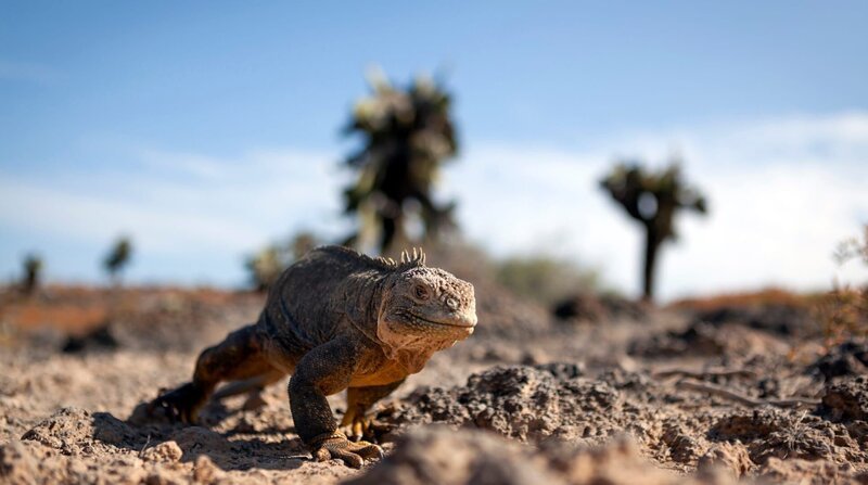 Eng verwandt mit den berühmten Meerechsen: der bis zu 1,20 m lange Galapagos-Landleguan. – Bild: ZDF und NDR/​doclights/​NDR Naturfilm/​Blue Planet Film/​Michael Riegler.