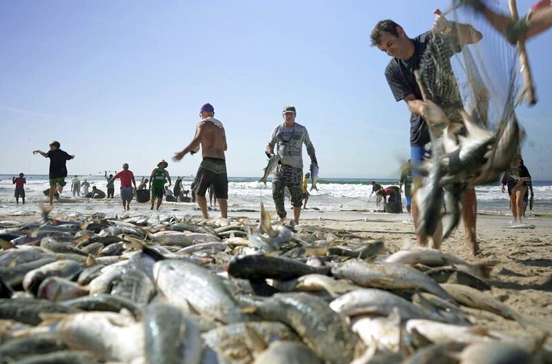Im Süden von Brasilien wird in den Wintermonaten an den Stränden von Florianópolis noch immer die handwerkliche Meeräschen-Fischerei gepflegt. – Bild: MedienKontor/​Carlos Portella Nunes