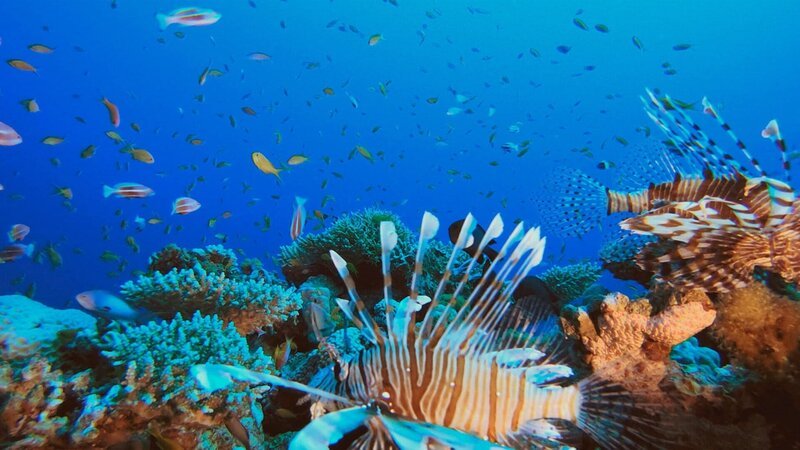 Australiens Meereswunder Am Great Barrier Reef Mit seinen 600 Korallenarten bildet das Riff ein einzigartiges Ökosystem: Es ist Lebensraum für 1500 Fisch- und 5000 Weichtierarten. – Bild: SRF/​OneGate