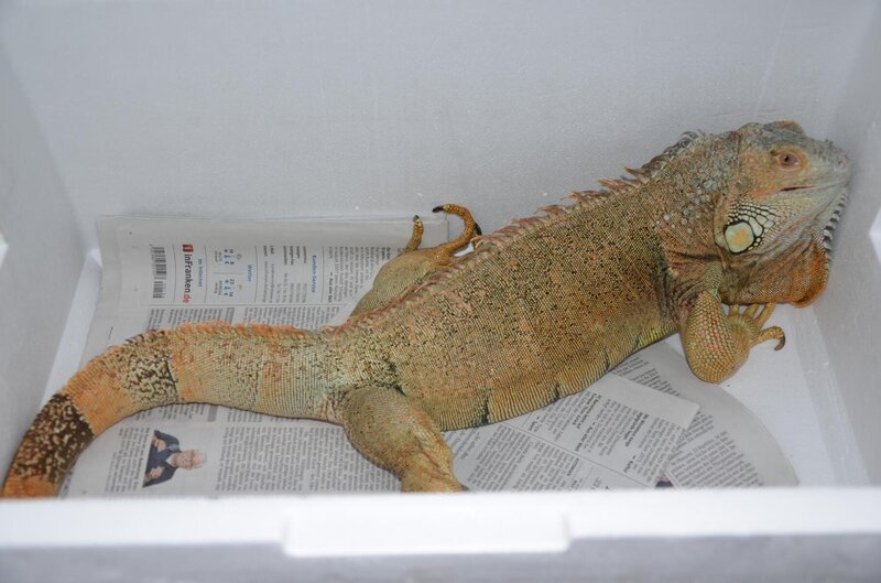 Leguan-Weibchen Peach in der Transportbox. Leguane brauchen einen Partner und dürfen nicht allein gehalten werden. – Bild: BR/​TEXT + BILD Medienproduktion GmbH & Co. KG