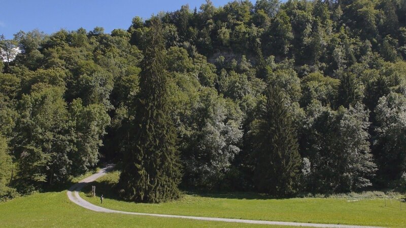 Wald – Bild: ZDF und SRF