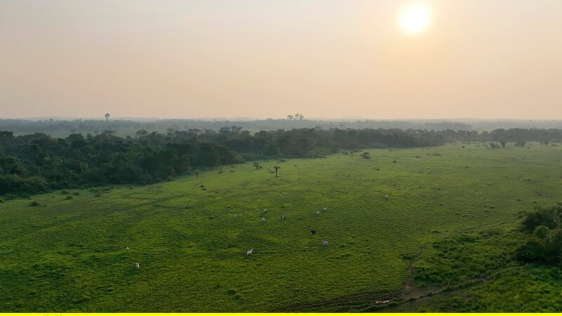 Was haben hochwertige Ledersitze in deutschen Luxusautos mit dem Amazonas zu tun? – Die brasilianische Lederindustrie versorgt auch deutsche Luxusautos mit diesem edlen Material. Für die dafür benötigten zigtausend Rinder braucht sie Platz und hat in den letzten 20 Jahren eine Waldfläche fast so groß wie Deutschland abgeholzt. – Bild: ZDF und HR/​streetsfilm