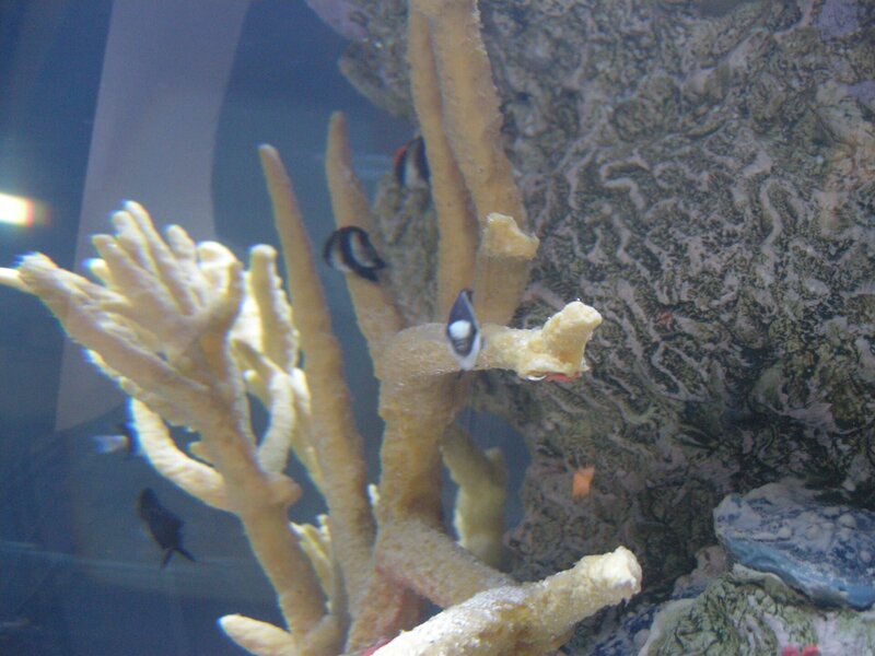 Korallen und Fische – Bild: The National Geographic Channel